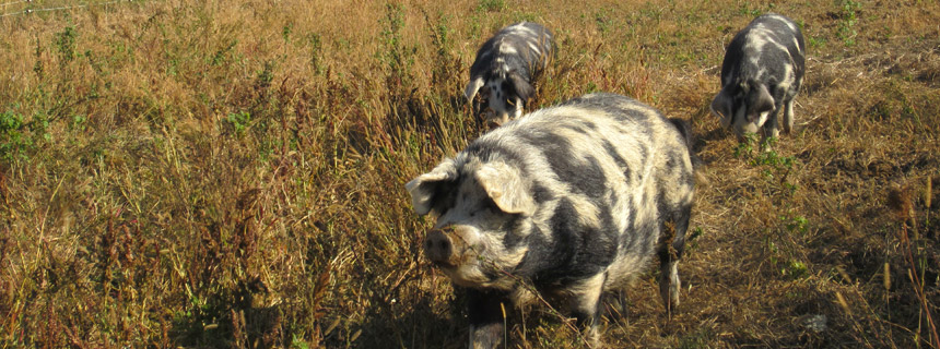 Turopolje Schweine & Waldviertler Blondvieh